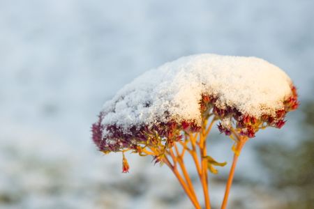 winterの写真素材