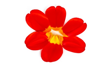 Tulip petals in the shape of a flower on a white backgroundの写真素材