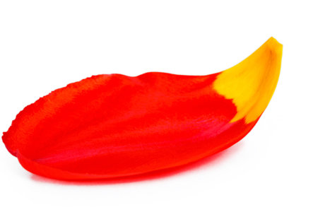Red tulip petal on a white backgroundの写真素材
