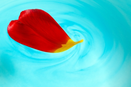 Red tulip petal in waterの写真素材