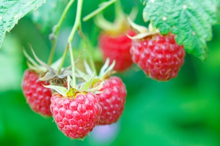 Branch with two raspberriesの写真素材
