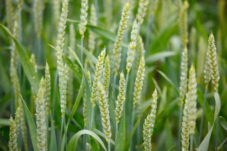 Many ears of corn in a fieldの写真素材