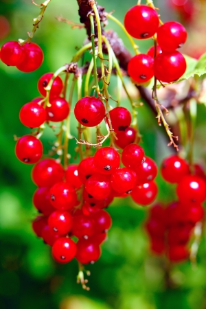 Bunch of red currants on the bushの写真素材