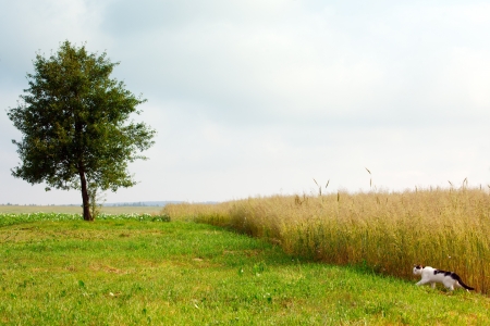 Landscape with a tree and catの写真素材