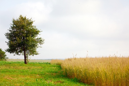 Landscape with wheat field and treeの写真素材