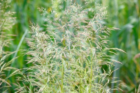 bluegrass in a field in summerの写真素材
