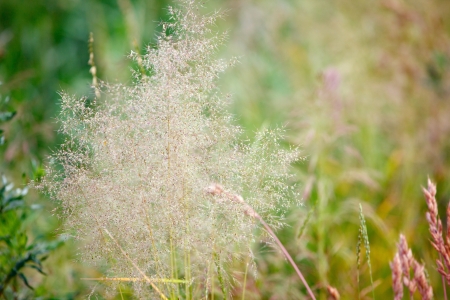 bluegrass in a field in summerの写真素材