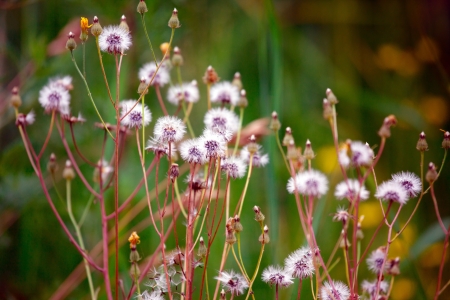 Air white flowers in a meadowの写真素材