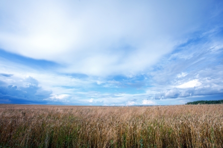 Summer landscape with a field of wheat の写真素材