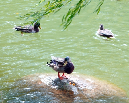 Three mallards in a lakeの写真素材