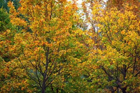 Many autumn trees with colored leaves