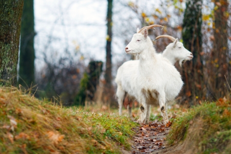 Two goats in Autumn forestの写真素材