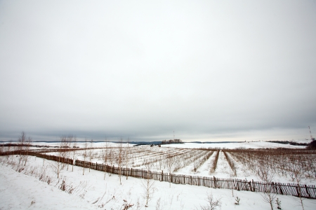 Rows of plants in winter field and snowの写真素材