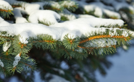 Pine branches in snow in winter forestの写真素材