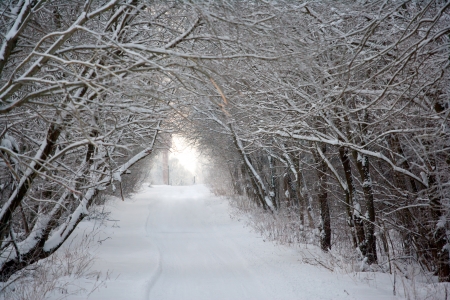 Landscape with road through the winter forestの写真素材
