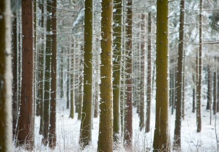 pine trunks in winter forest as textureの写真素材