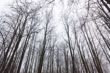 tree branches against the sky before winterの写真素材
