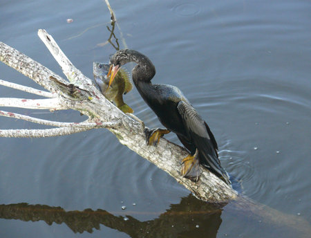 Cormorant in the Laguna del Tesoro has caught a fish