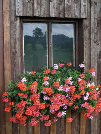 Window with flowers in the foothills of the Alpsの写真素材