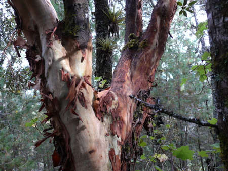 Strawberry tree in the Mexican rainforestの写真素材