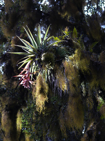 Bromeliads in the Mexican rainforest
