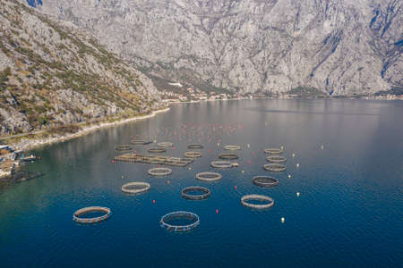 Aerial shoot of oysters, mussels and fish farming with traps and buoys in Boka-Kotor bay, Montenegro, the Adriatic coast in the springtime. Mountains in the backgroundの写真素材