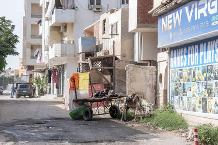 Hurghada, Egypt, November 03, 2021: Donkey harnessed to a cart grazes the grass on a broken road near a dilapidated house. In the cart, an dirty, grimy Arab boy fell asleep, waiting for his father.のeditorial素材