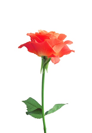 Red single rose on whiteの写真素材