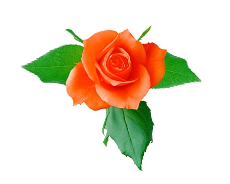 red rose isolated on whiteの写真素材