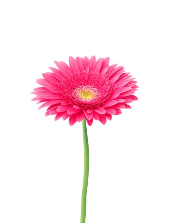 red gerbera isolated on whiteの写真素材