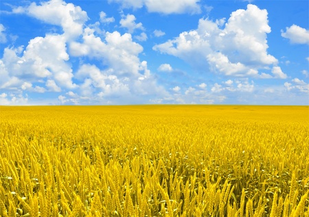 Field of golden wheat and perfect cloud blue skyの写真素材