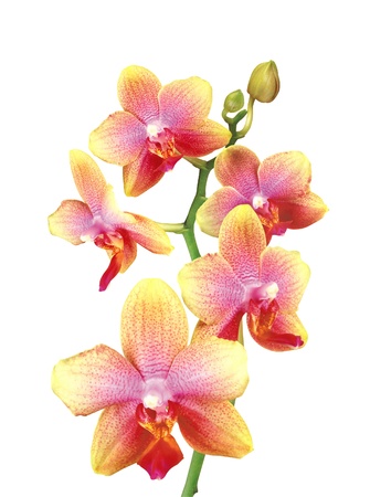 Beautiful pink and yellow orchid isolated on white backgroundの写真素材