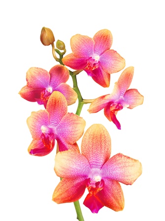Beautiful pink and yellow orchid isolated on white backgroundの写真素材