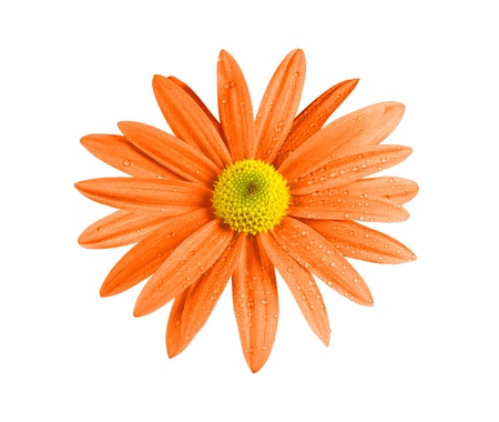 beautiful orange chrysanthemum flower isolated on whiteの写真素材