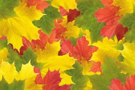 Autumn colorful leaves backgroundの写真素材