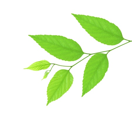Beautiful green spring branch isolated on white backgroundの写真素材