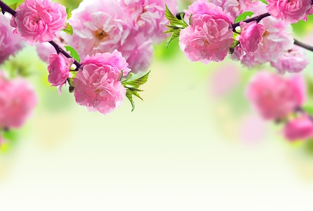 Abstract Pink Flower Designの写真素材
