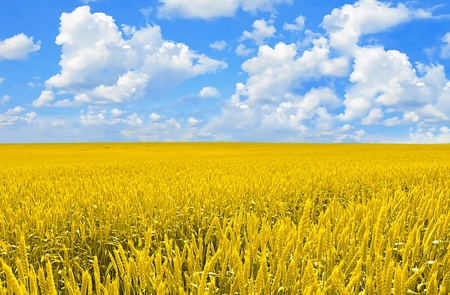 Field of golden wheat and perfect blue skyの写真素材