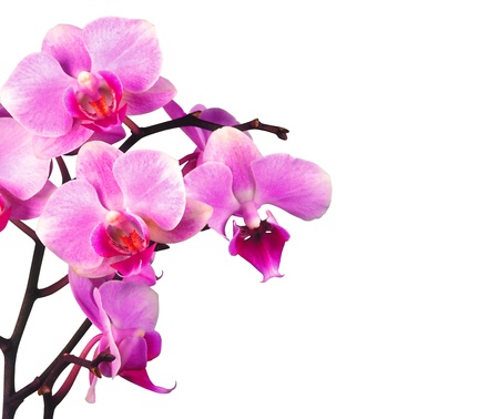 beautiful pink orchid isolated on white backgroundの写真素材