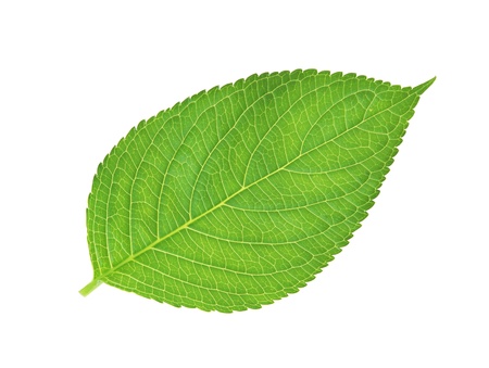 green leaf , macro, isolated on whiteの写真素材