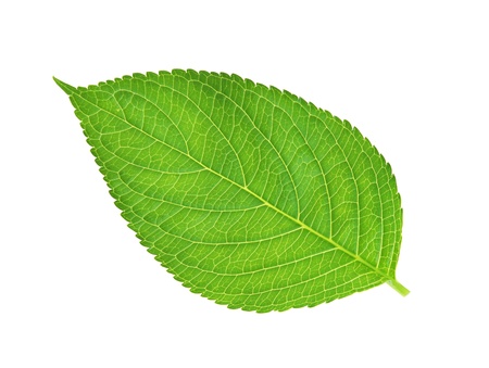 green leaf , macro, isolated on whiteの写真素材
