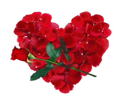 beautiful heart of red rose petals and rose flower isolated on whiteの写真素材