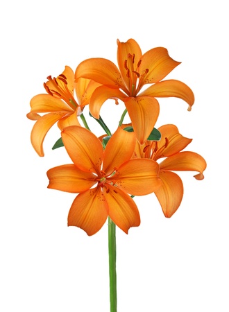 Orange lily isolated on whiteの写真素材