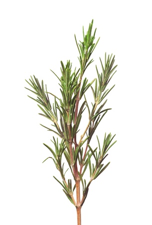 Fresh rosemary isolated on white backgroundの写真素材
