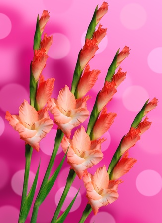 Beautiful red gladiolus over bright backgroundの写真素材