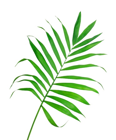 Green leaf of fern isolated on whiteの写真素材