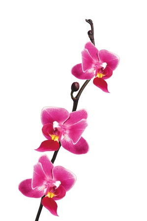 Flower beautiful pink orchid - phalaenopsis isolated over whiteの写真素材