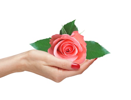 Pink rose in woman hand isolated on white backgroundの写真素材