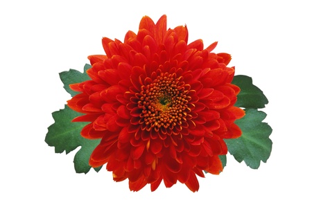 Red autumn chrysanthemum isolated on whiteの写真素材