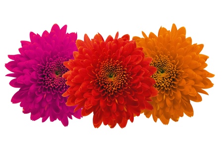 Beautiful autumn chrysanthemum flowers isolated on whiteの写真素材